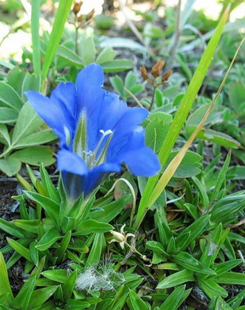 Gentian