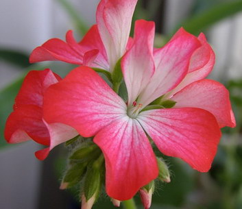 Geranium