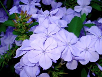 Phlox