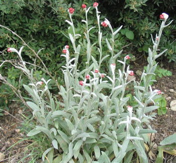 Strawflower