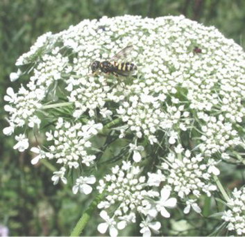 Wild carrot