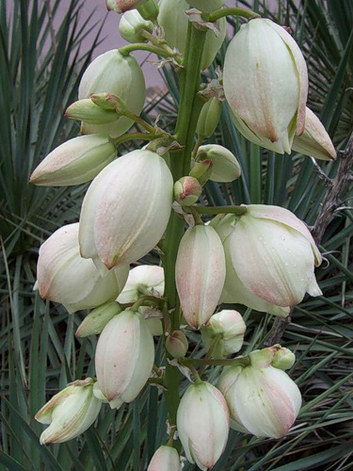 Yucca