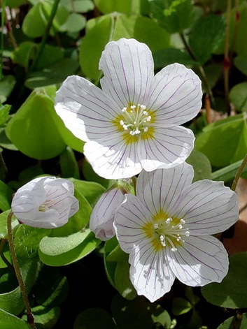 Oxalis Oxalis