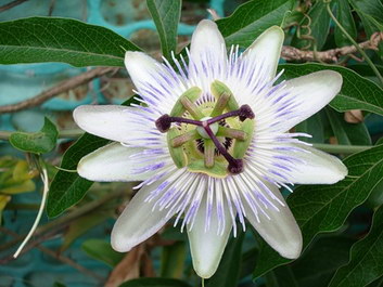 PASSIONFLOWER PASSIONFLOWER