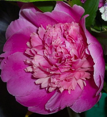 PEONY PEONY