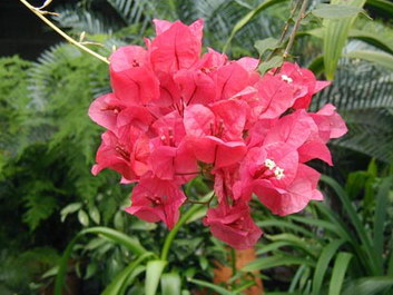 Bougainvillea Bougainvillea