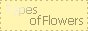 Types of Flowers Types of Flowers