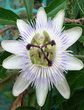 PASSIONFLOWER