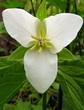 TRILLIUM