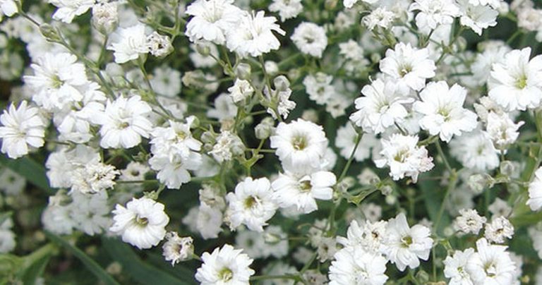 Baby’s-breath Flowers-cs