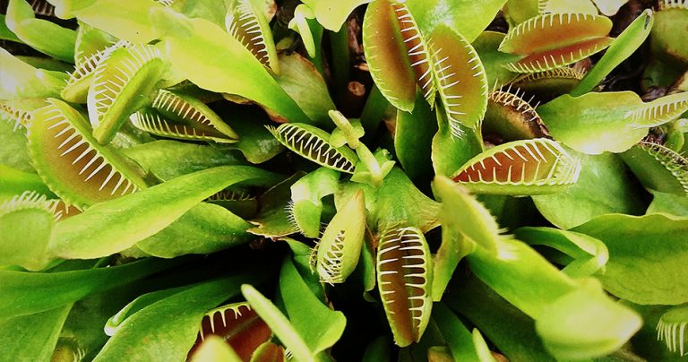 Carnivorous plants Flowers-cs