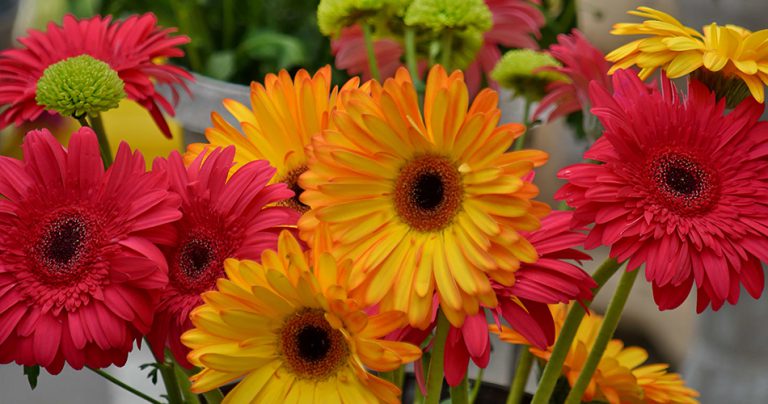 Chrysanthemum Flowers-cs