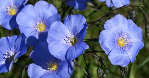 Flax Flowers-cs