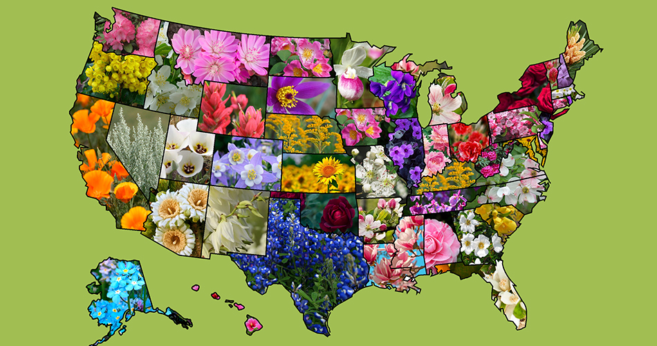 List Of Official American US State Flowers