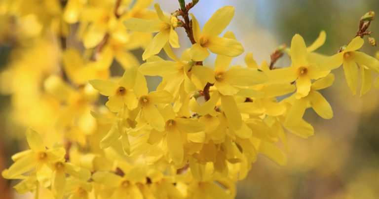 Forsythia Flowers-cs