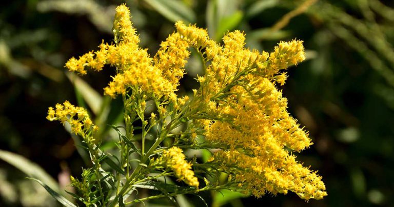 Goldenrod Flowers-cs