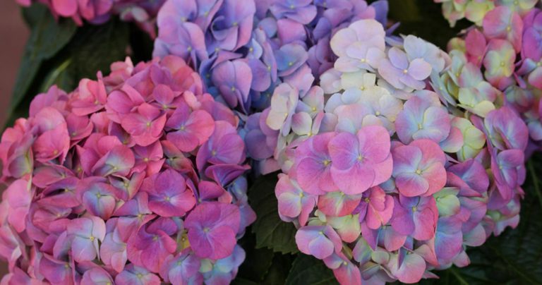 Hydrangea Flowers-cs