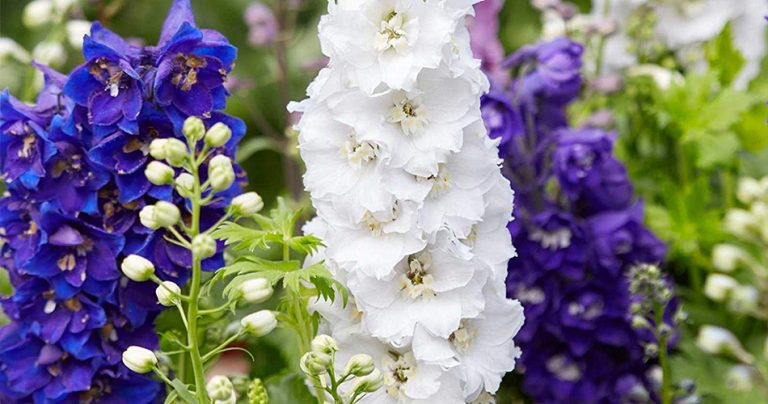 Larkspur Flowers-cs