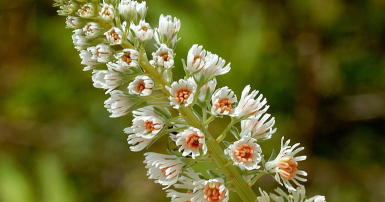 Mignonette Flowers-cs