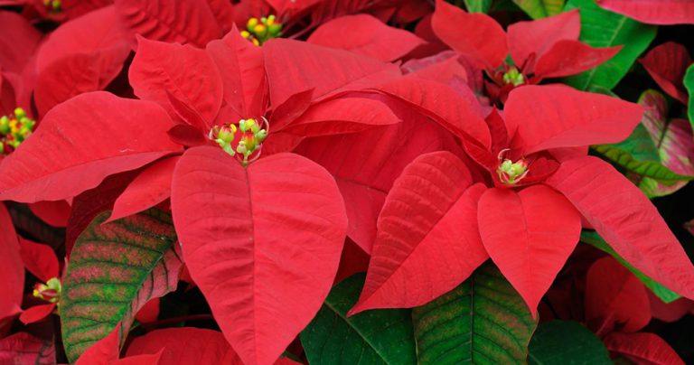 Poinsettia Flowers-cs