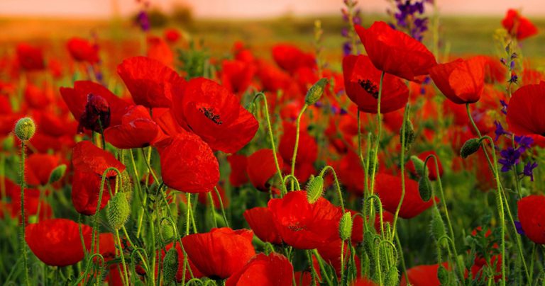 Poppy Flowers-cs