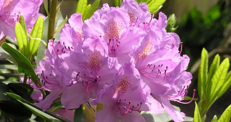 Rhododendron Flowers-cs