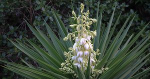 Yucca Flowers-cs